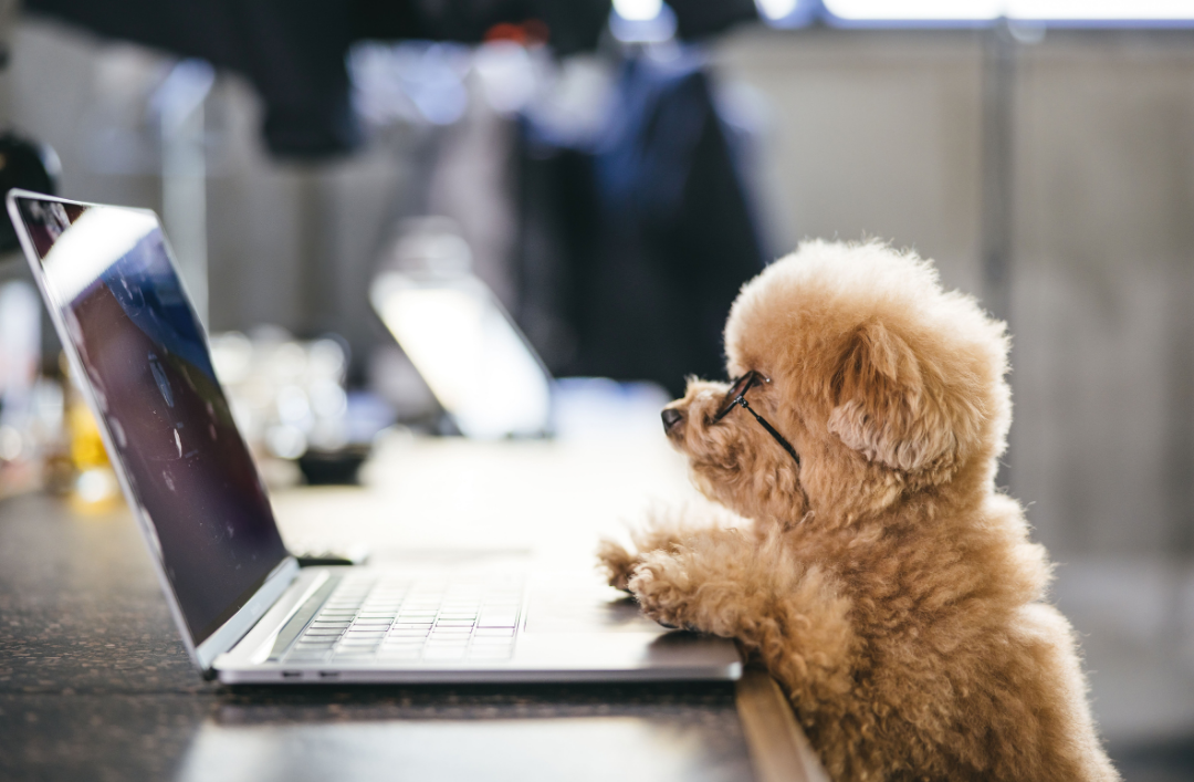 Connect with Only Paws